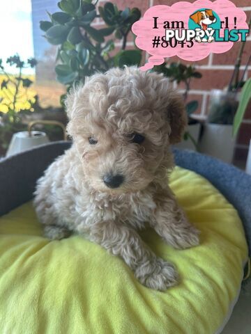 Poodle x Bichoodle (Bichon x Poodle)