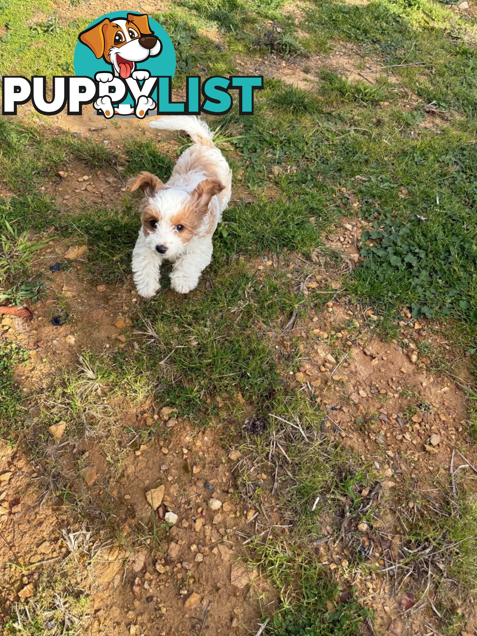 Beautiful little girl Toy Cavoodle Available Now!