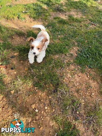 Beautiful little girl Toy Cavoodle Available Now!