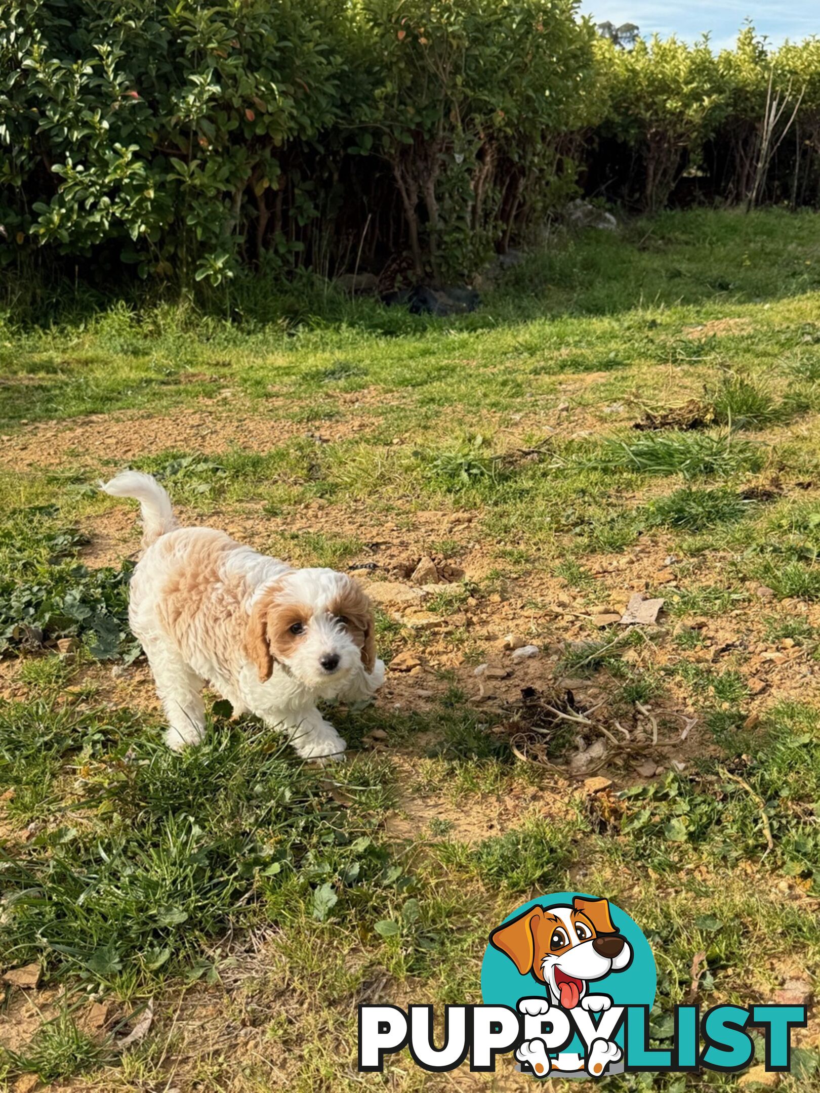 Beautiful little girl Toy Cavoodle Available Now!