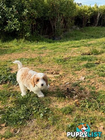 Beautiful little girl Toy Cavoodle Available Now!