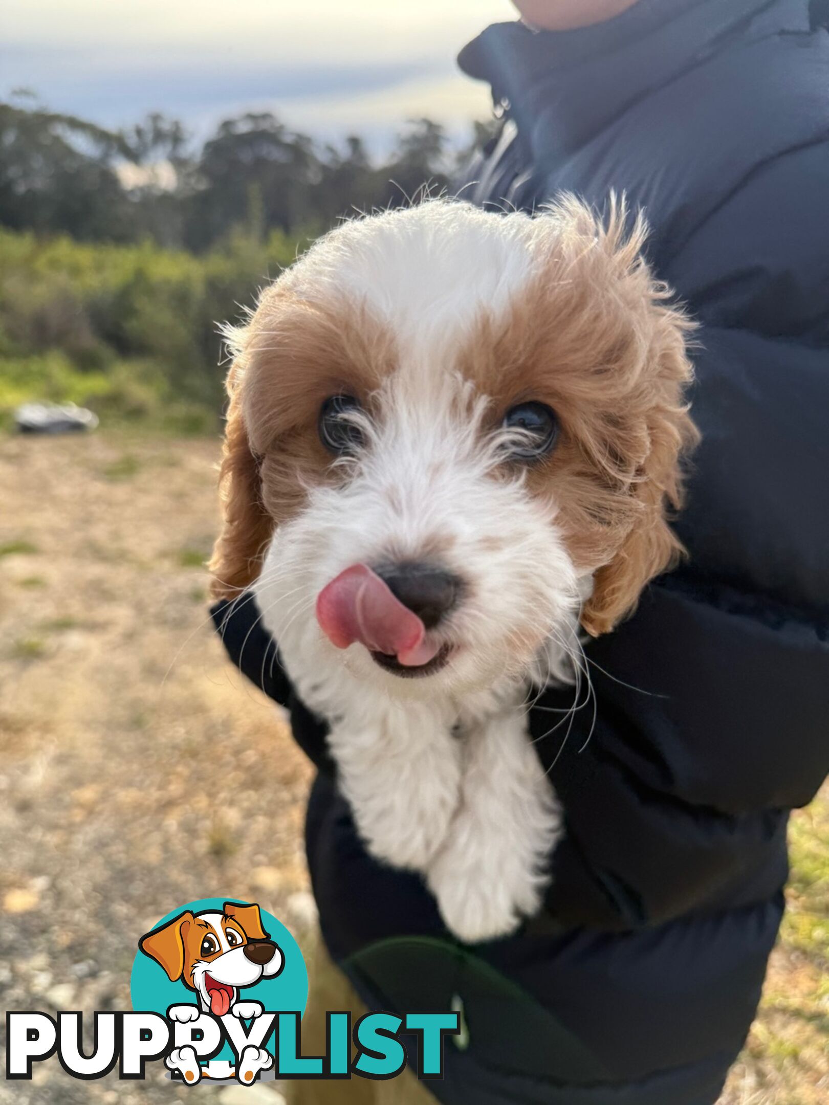 Beautiful little girl Toy Cavoodle Available Now!