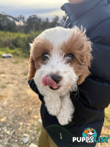 Beautiful little girl Toy Cavoodle Available Now!