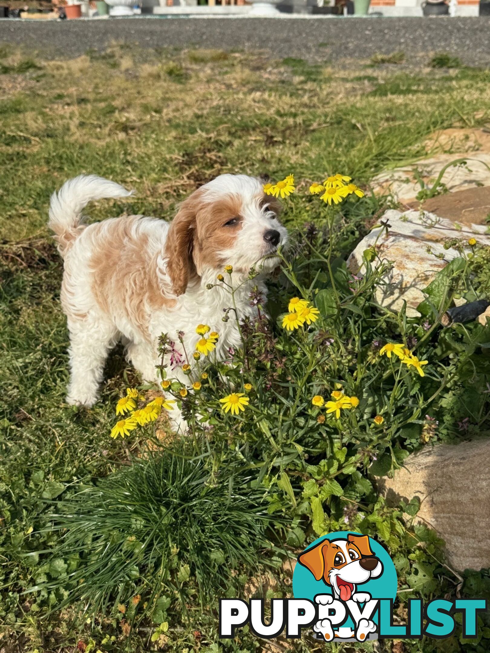 Beautiful little girl Toy Cavoodle Available Now!
