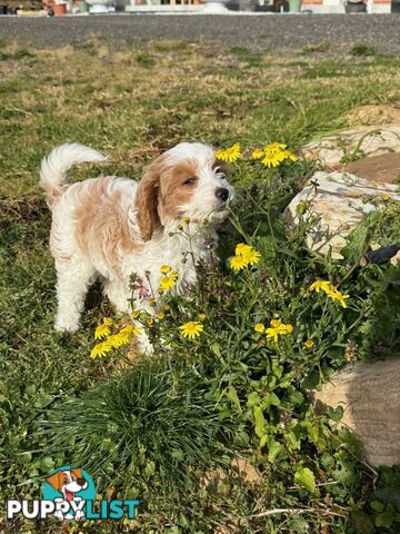 Beautiful little girl Toy Cavoodle Available Now!