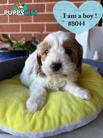 Gorgeous 1ST Gen Cavoodle puppies !!!