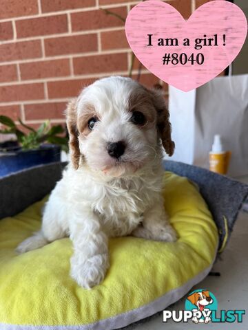 Cavoodle