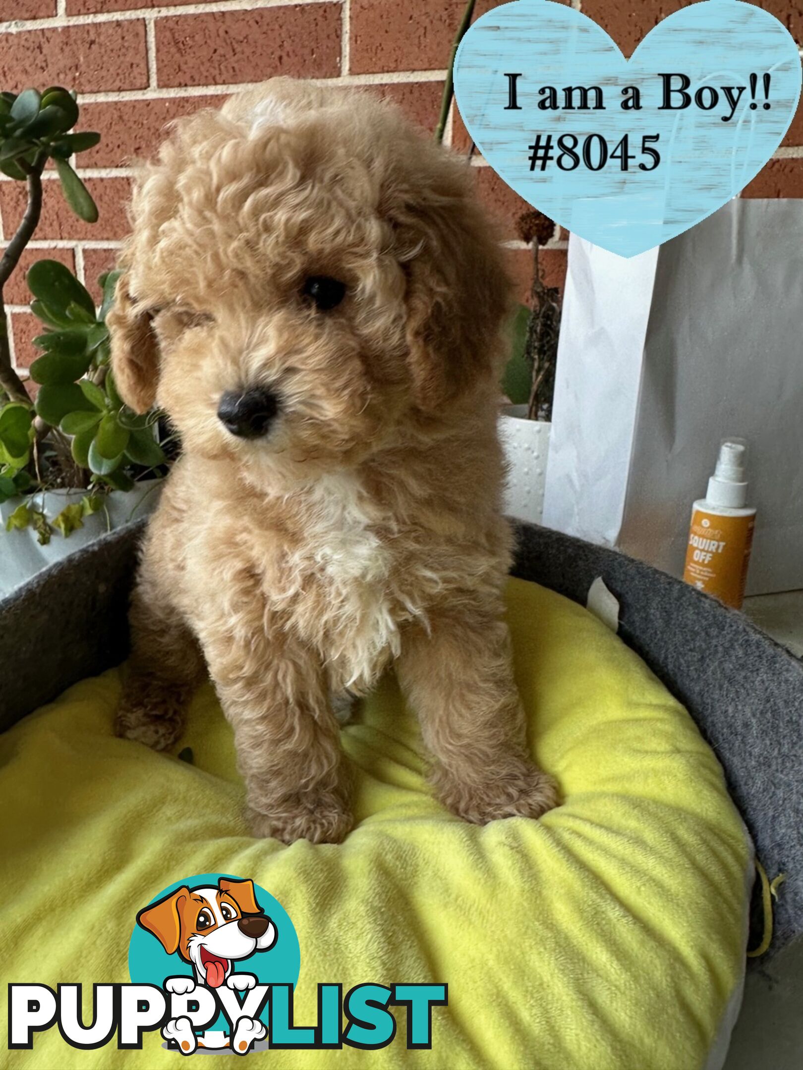 Poodle x Bichon