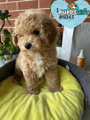 Poodle x Bichon