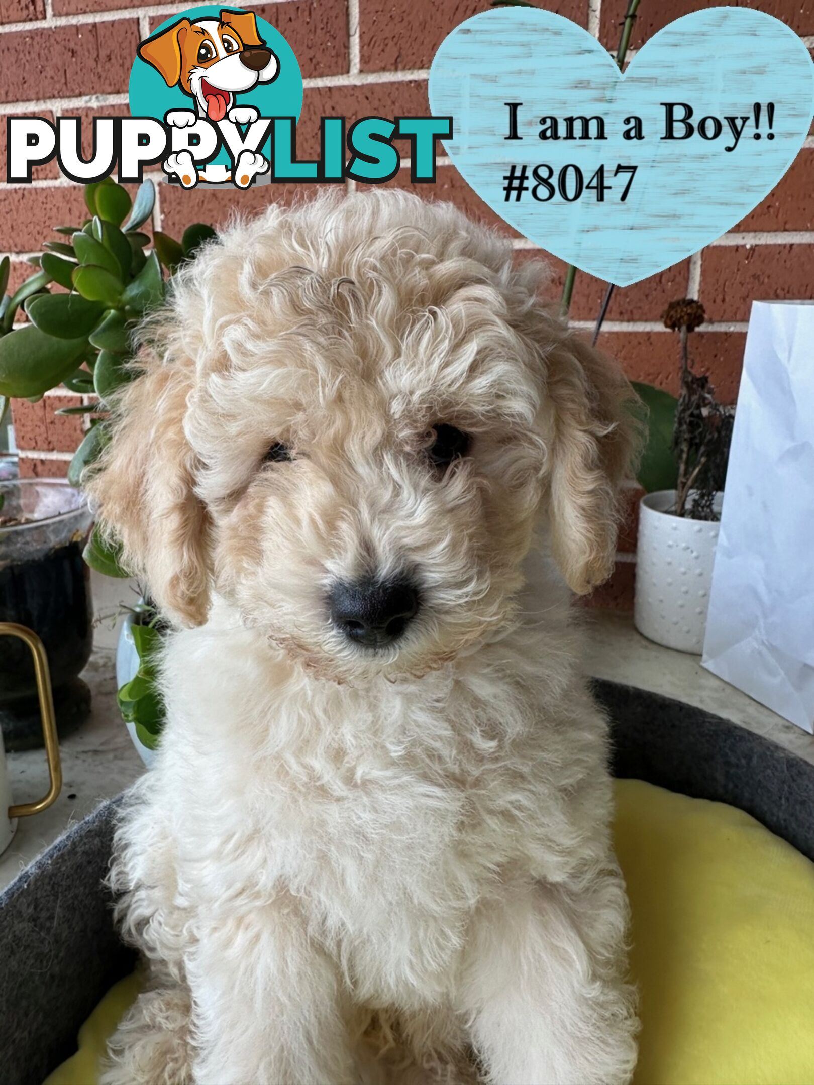 Poodle x Bichon