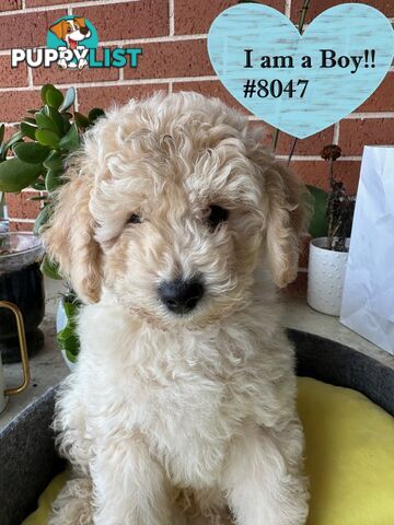 Poodle x Bichon