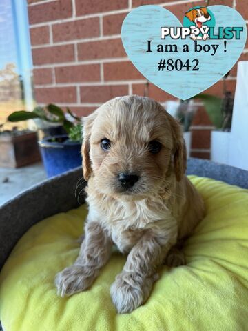 Gorgeous 1ST Gen Cavoodle puppies !!!