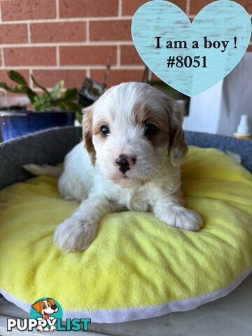Gorgeous 1ST Gen Cavoodle puppies !!!