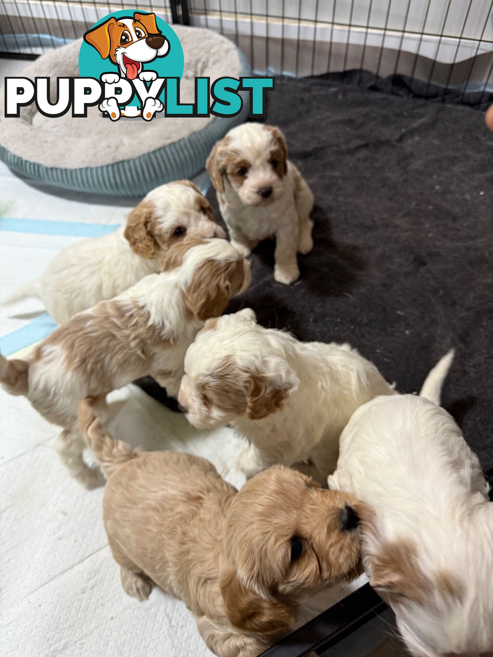 Cavoodle