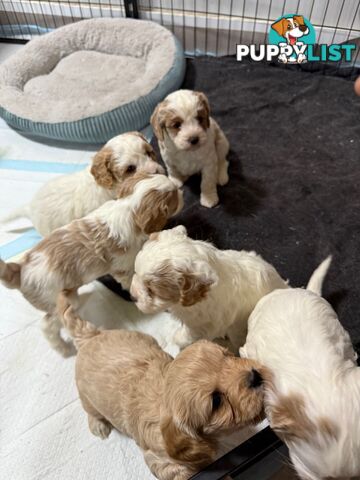 Cavoodle