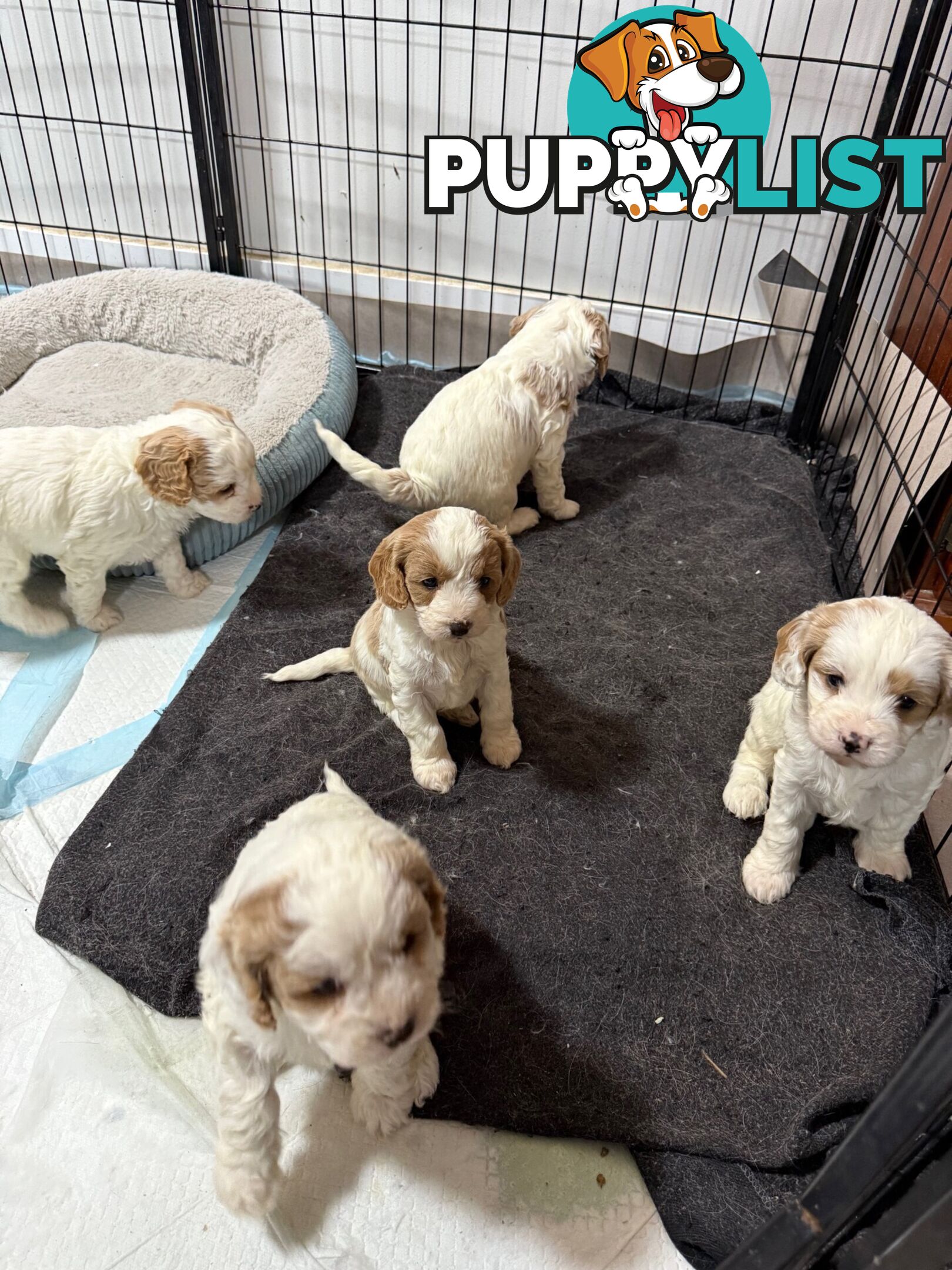 Cavoodle