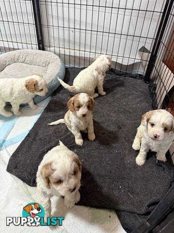 Cavoodle