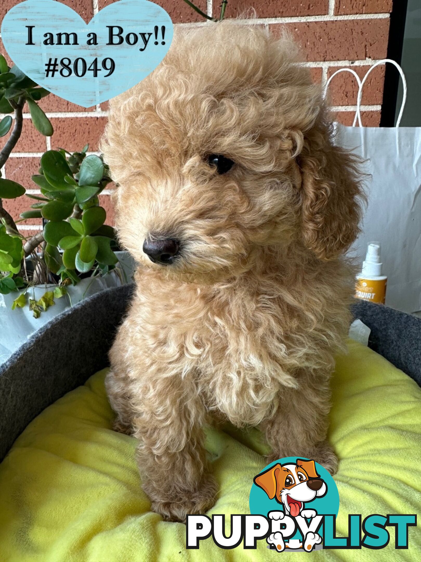 Poodle x Bichon