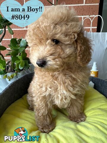 Poodle x Bichon