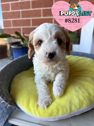 Gorgeous 1ST Gen Cavoodle puppies !!!