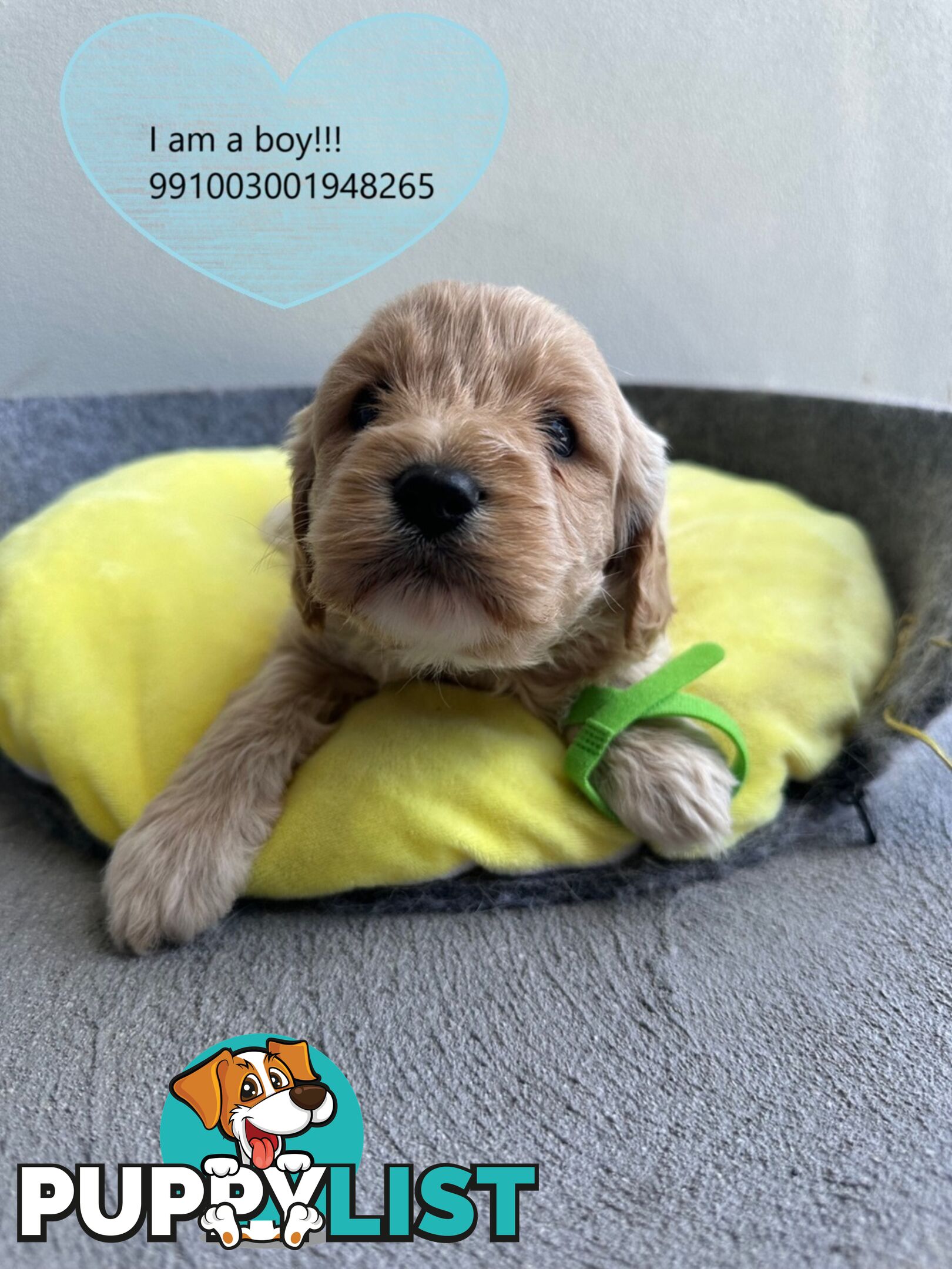 Cavoodle x Bichon Puppies for Sale in Western Sydney, Hills