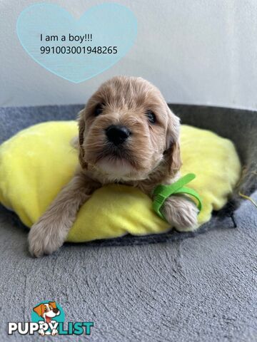 Cavoodle x Bichon Puppies for Sale in Western Sydney, Hills