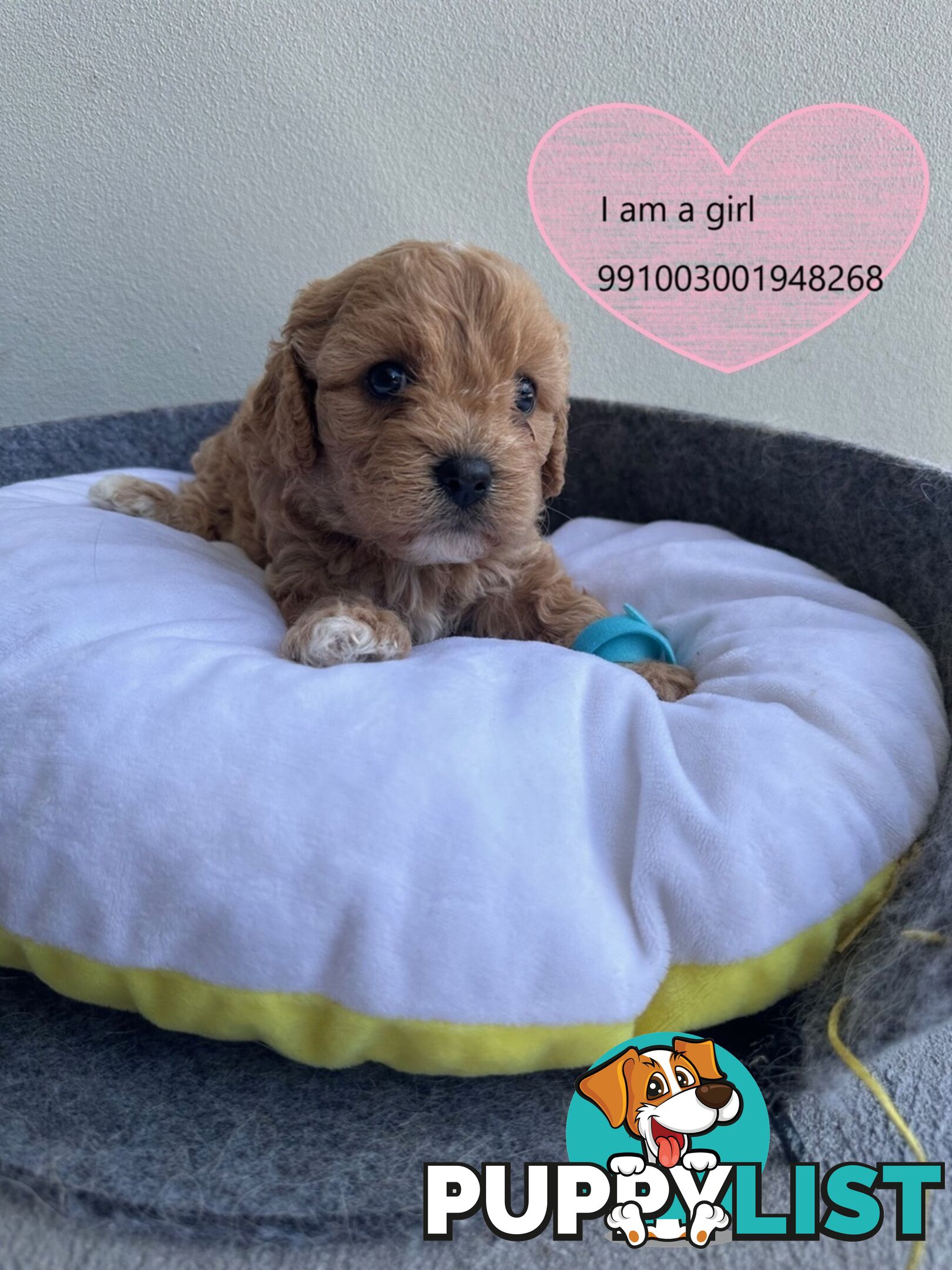 Cavoodle x Bichon Puppies for Sale in Western Sydney, Hills