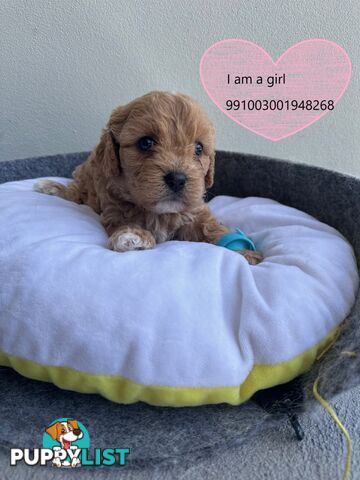 Cavoodle x Bichon Puppies for Sale in Western Sydney, Hills