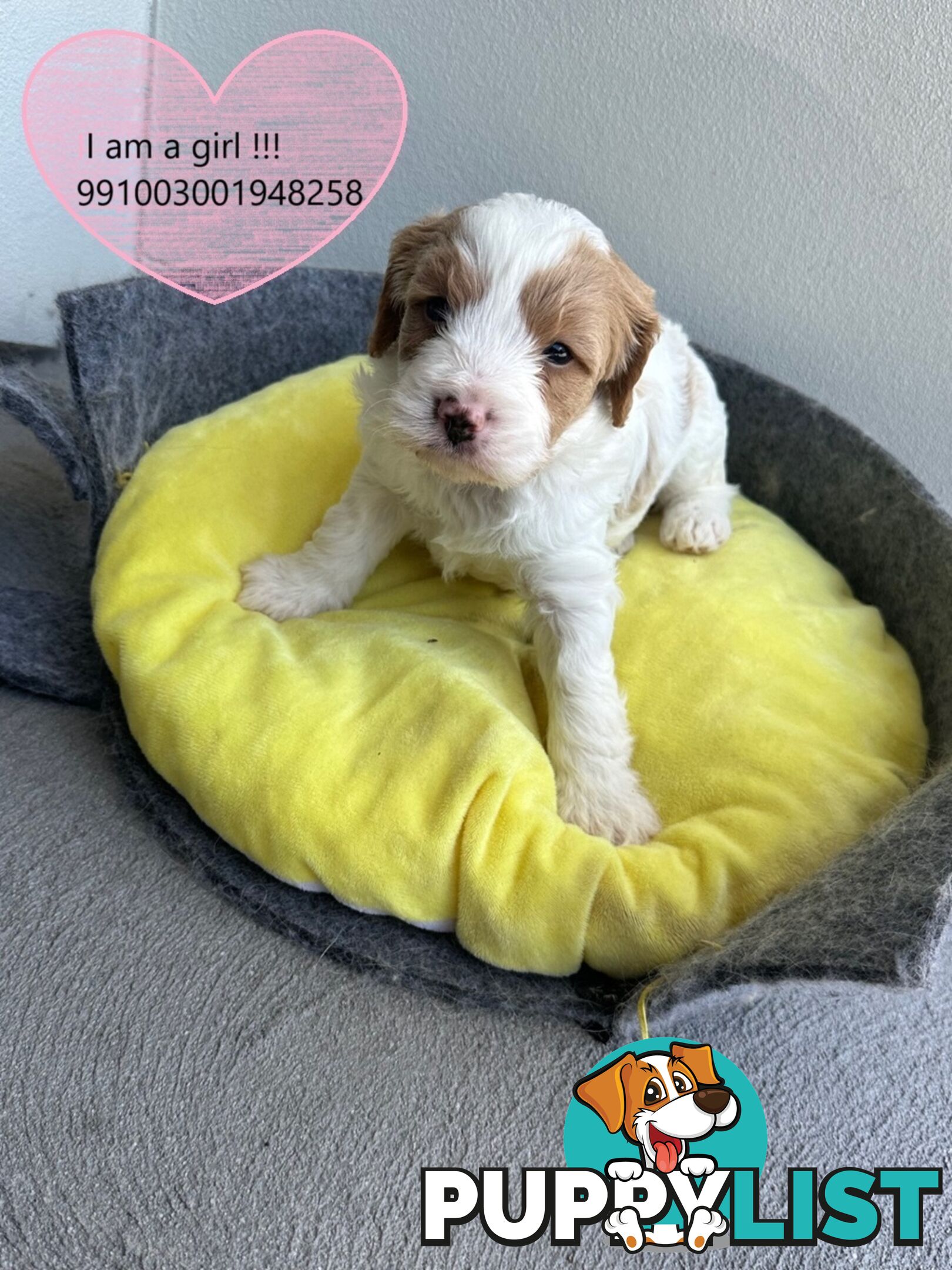 Cavoodle x Bichon Puppies for Sale in Western Sydney, Hills