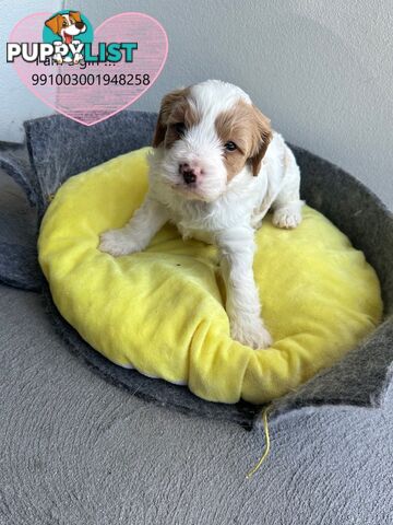 Cavoodle x Bichon Puppies for Sale in Western Sydney, Hills