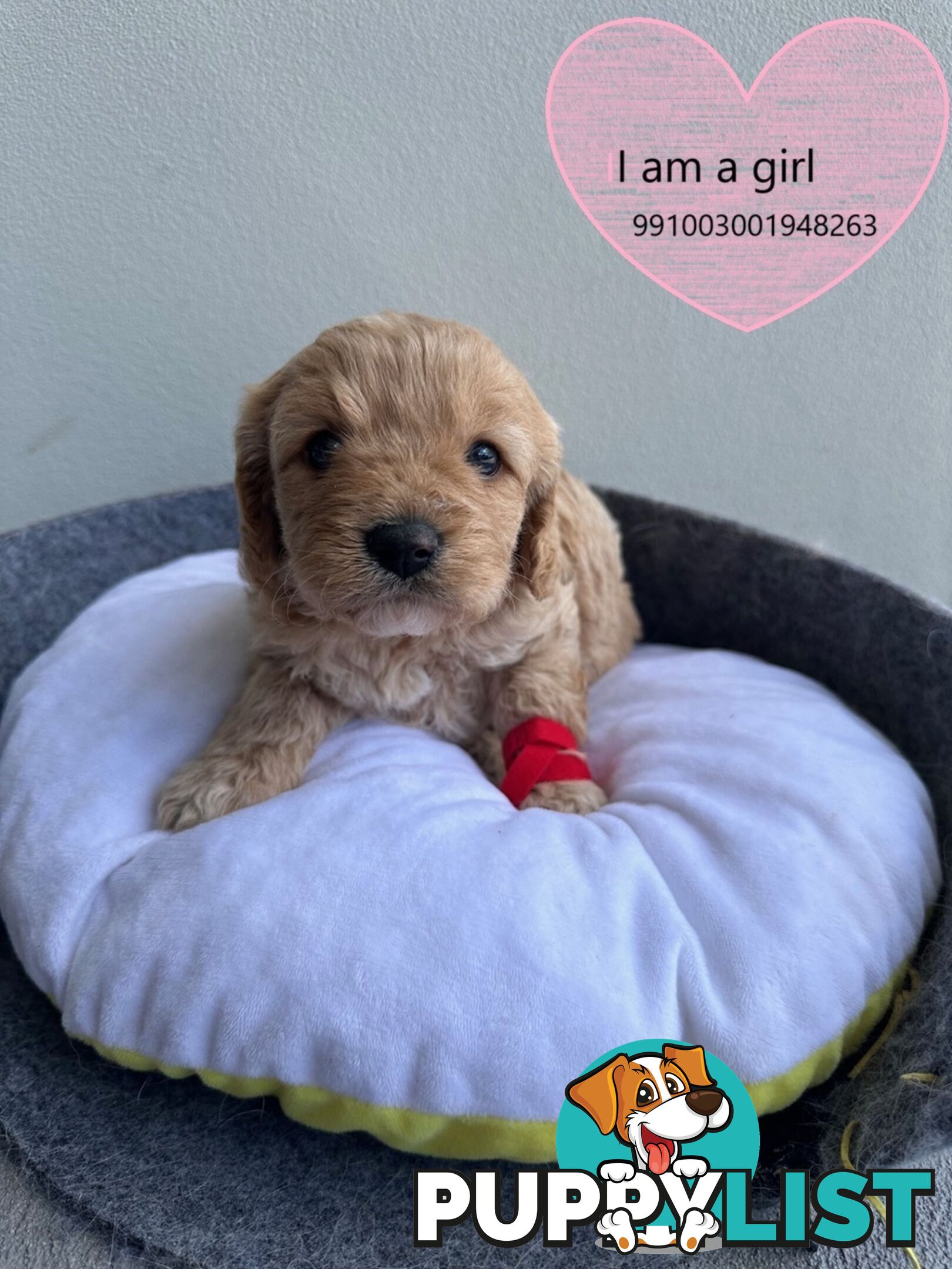 Cavoodle x Bichon Puppies for Sale in Western Sydney, Hills