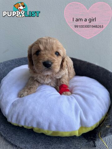 Cavoodle x Bichon Puppies for Sale in Western Sydney, Hills