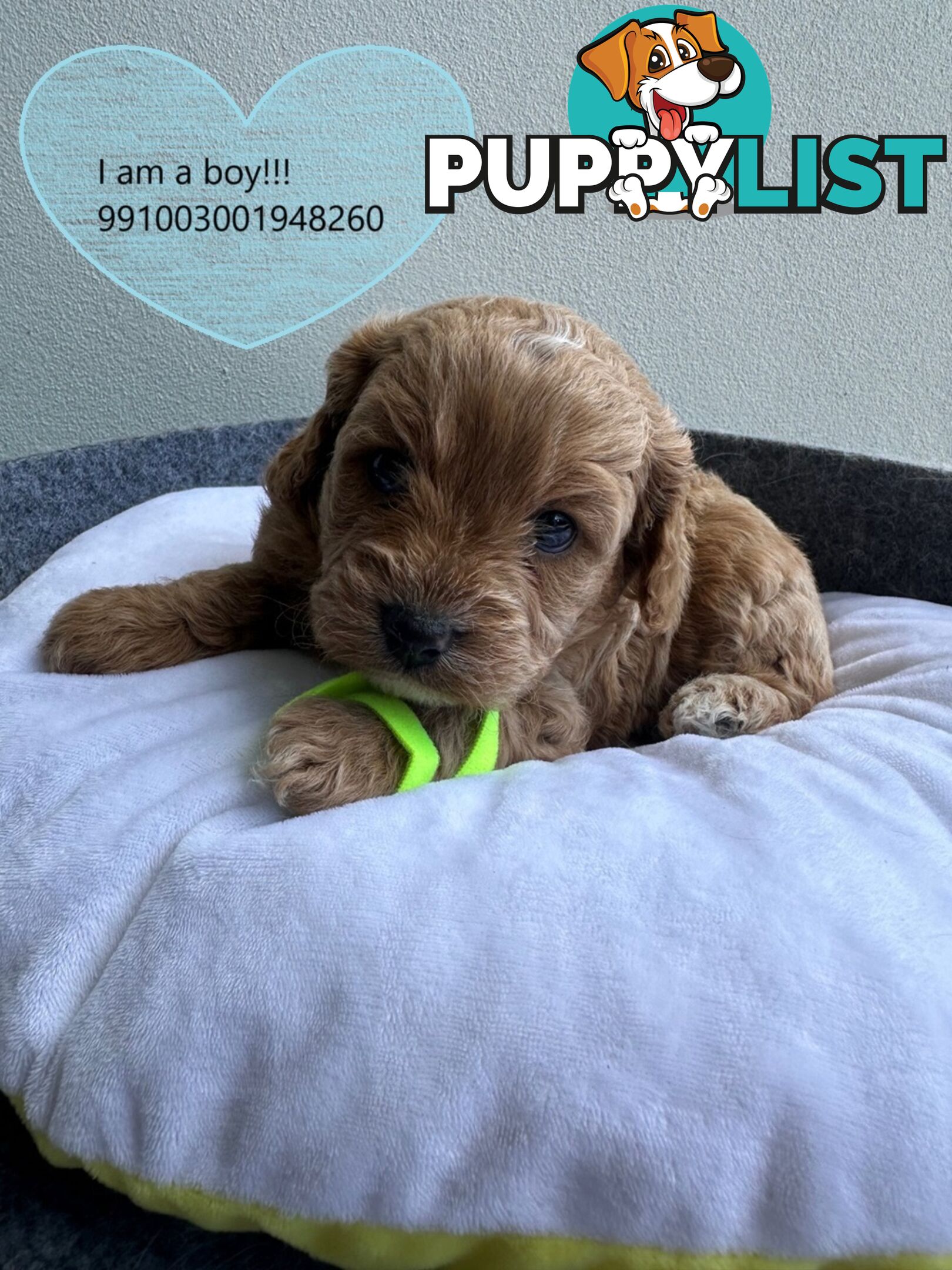 Cavoodle x Bichon Puppies for Sale in Western Sydney, Hills