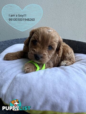 Cavoodle x Bichon Puppies for Sale in Western Sydney, Hills