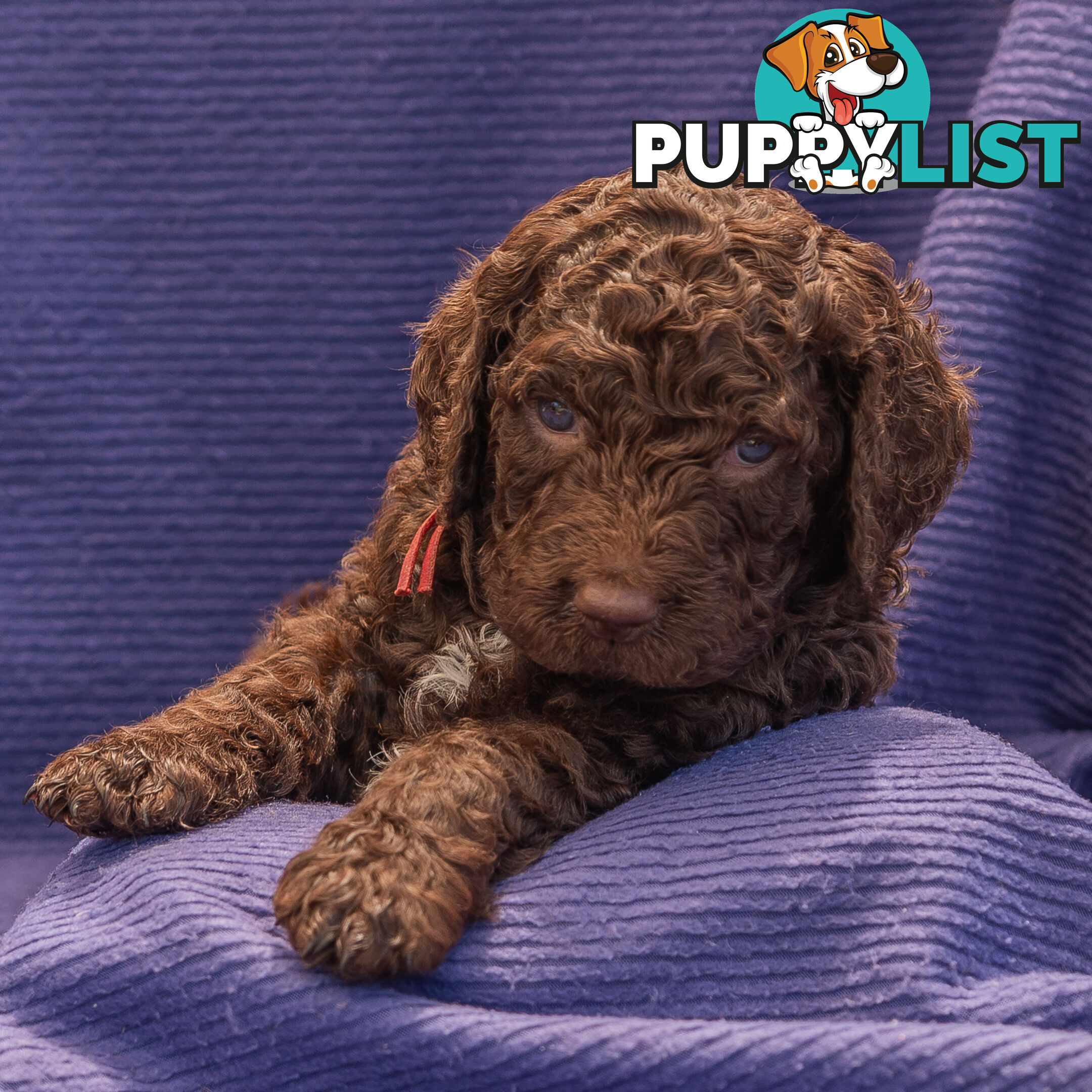 Murray River / Curly Coated Retriever X Poodle Puppies.