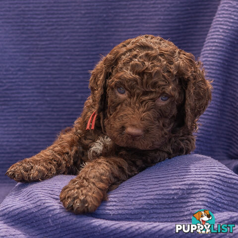 Murray River / Curly Coated Retriever X Poodle Puppies.