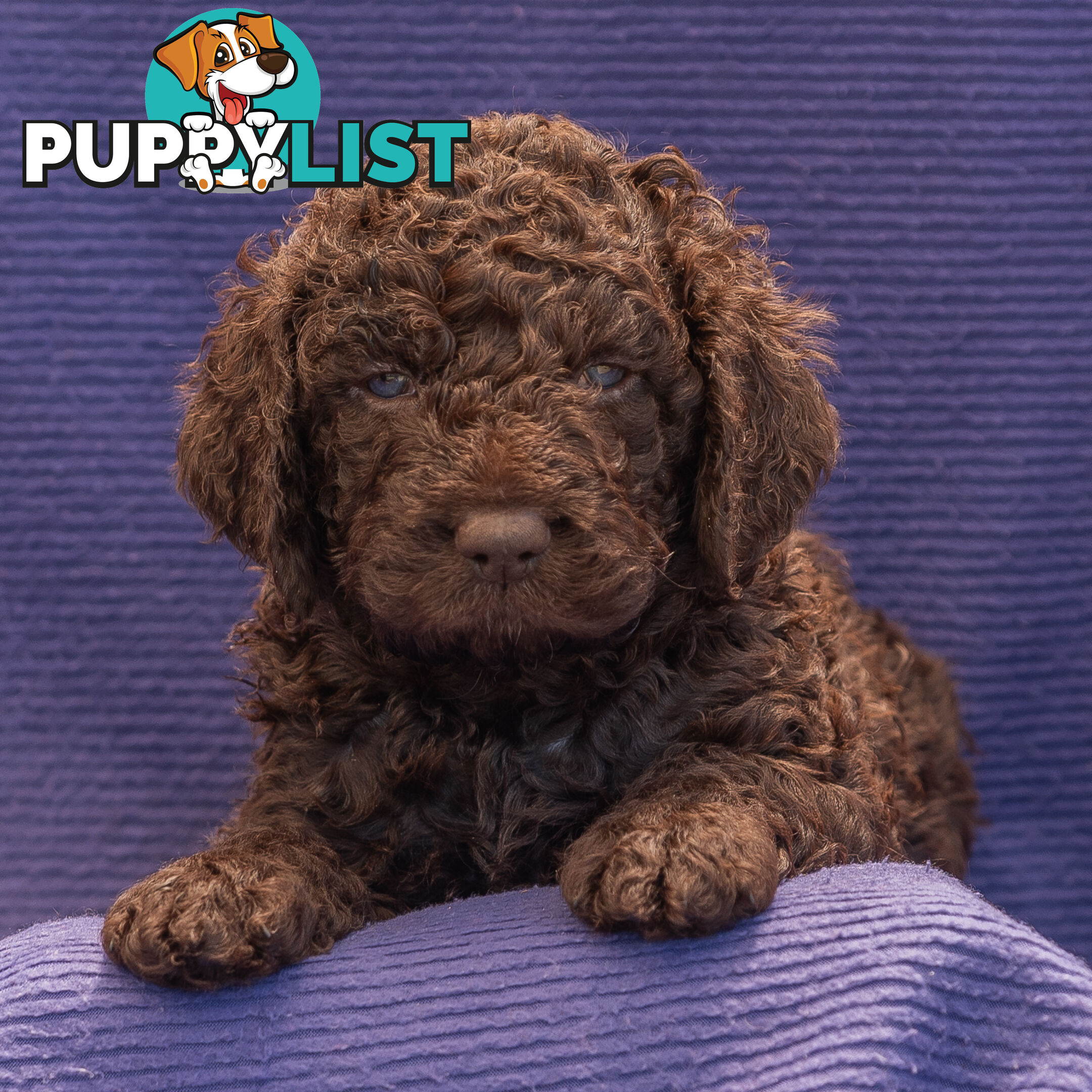 Murray River / Curly Coated Retriever X Poodle Puppies.