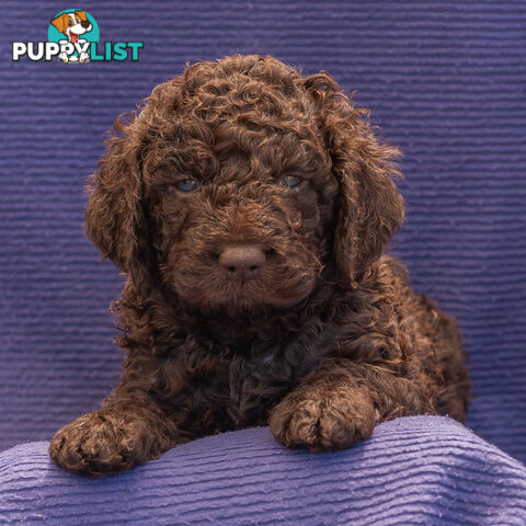 Murray River / Curly Coated Retriever X Poodle Puppies.