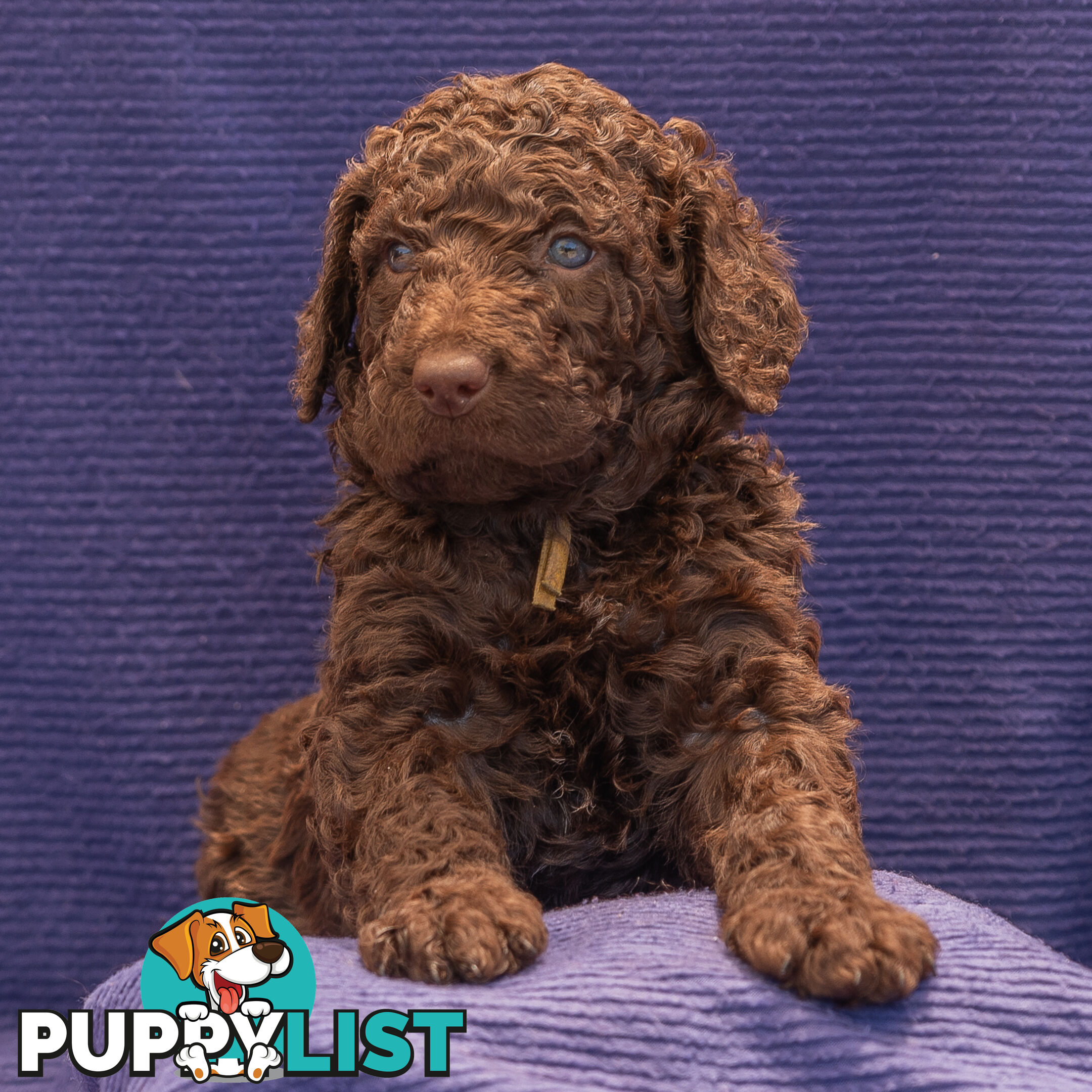 Murray River / Curly Coated Retriever X Poodle Puppies.