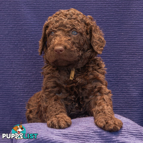 Murray River / Curly Coated Retriever X Poodle Puppies.