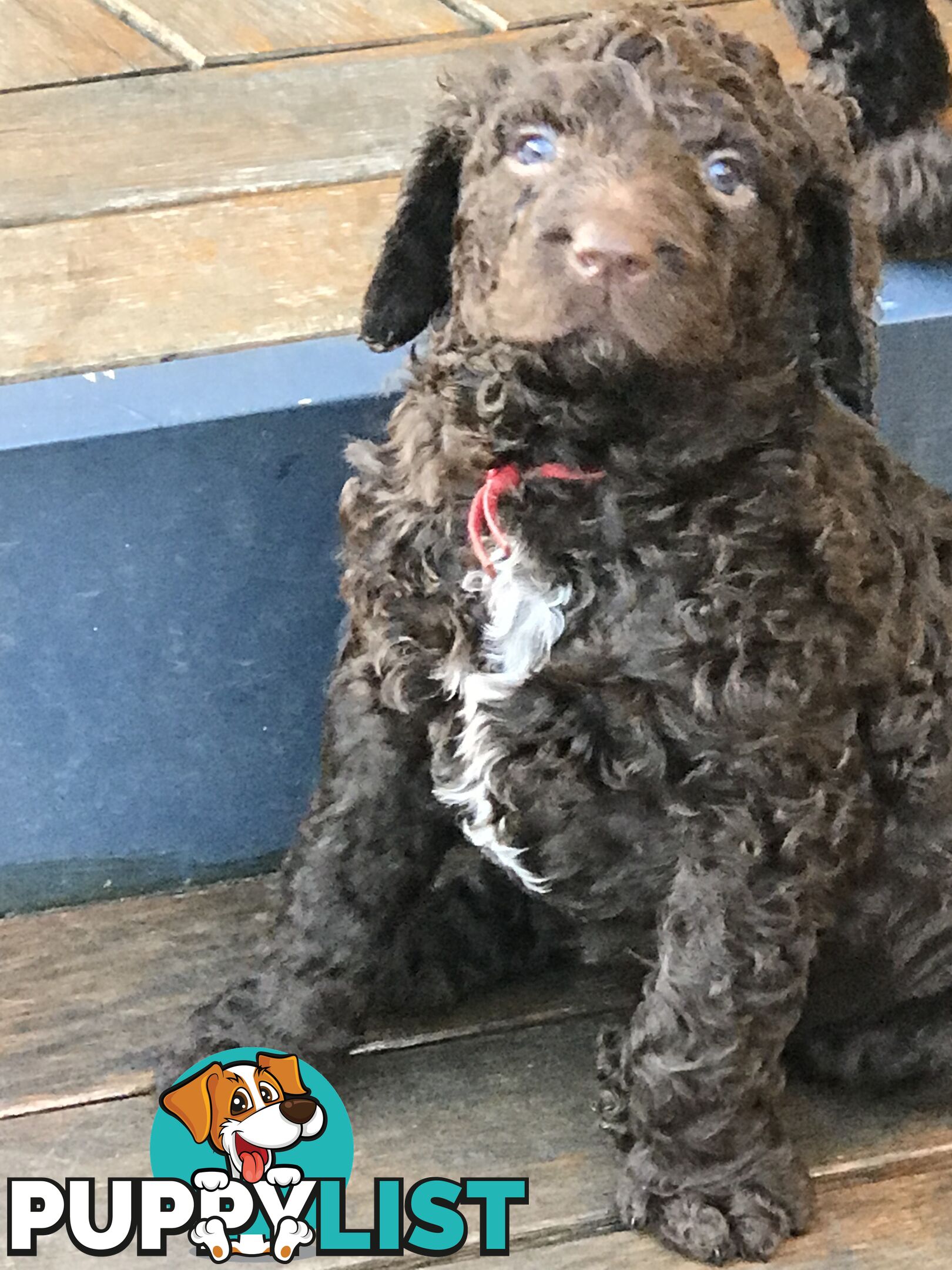 Murray River / Curly Coated Retriever X Poodle Puppies.