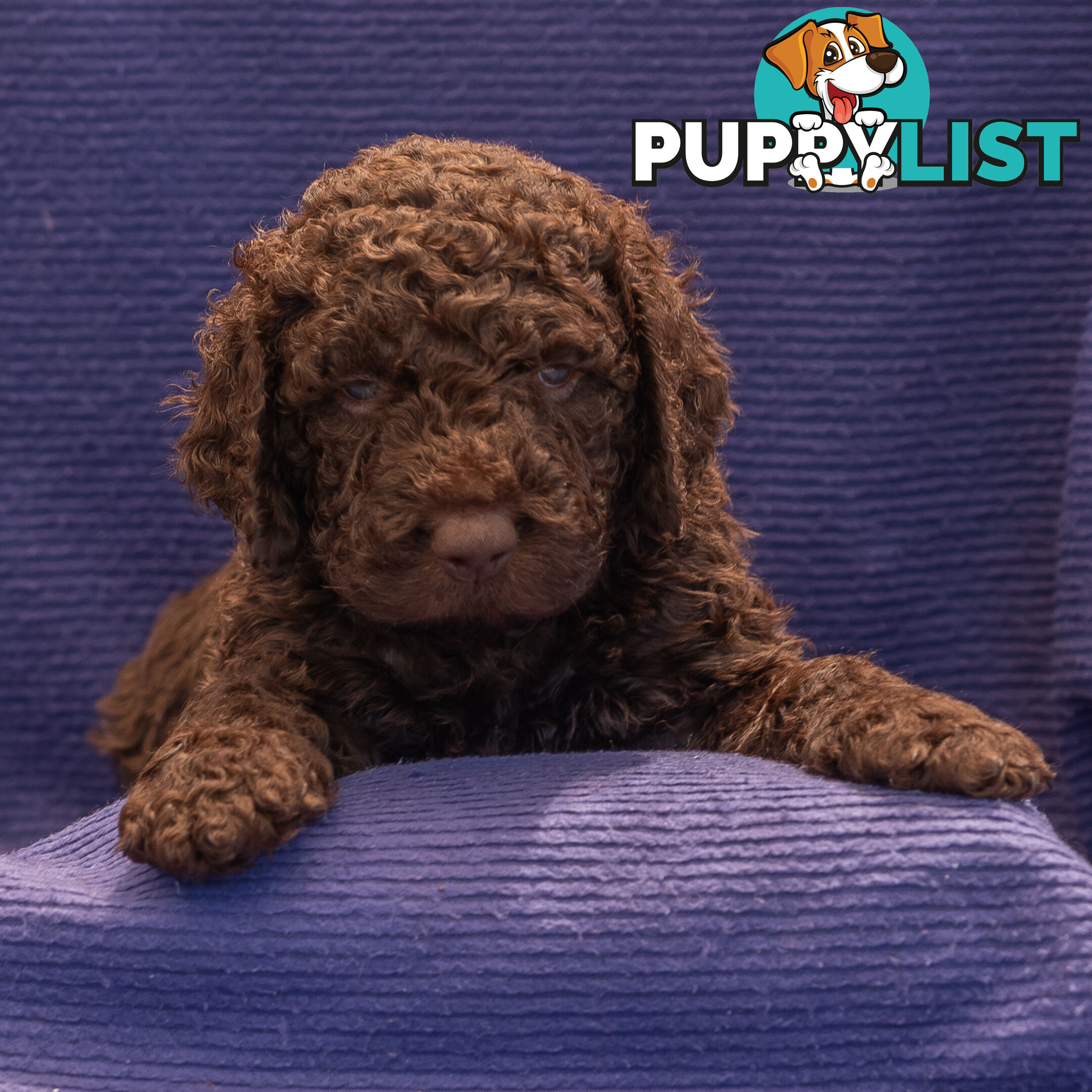 Murray River / Curly Coated Retriever X Poodle Puppies.