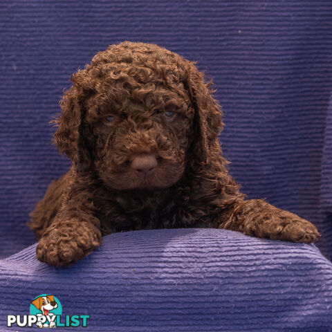 Murray River / Curly Coated Retriever X Poodle Puppies.