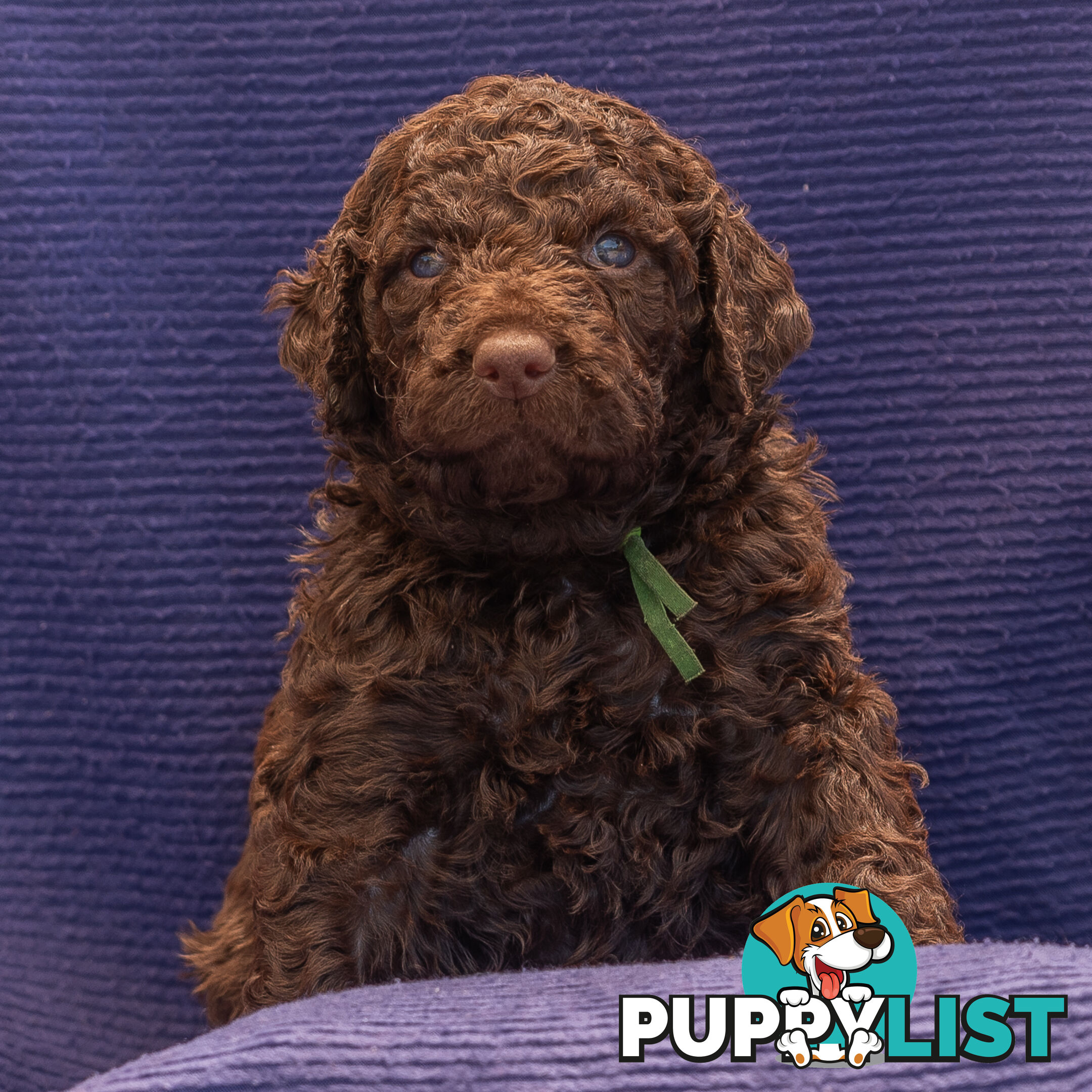 Murray River / Curly Coated Retriever X Poodle Puppies.