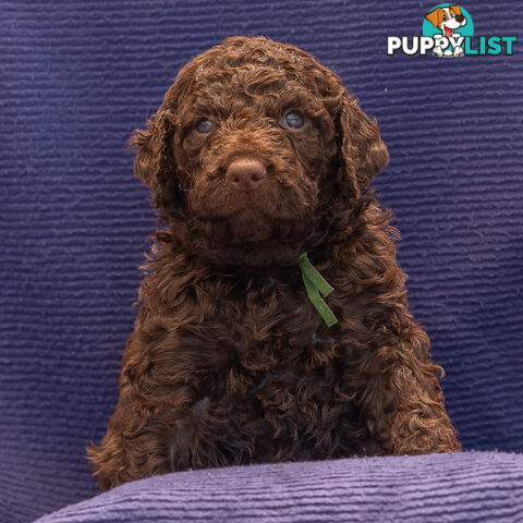 Murray River / Curly Coated Retriever X Poodle Puppies.