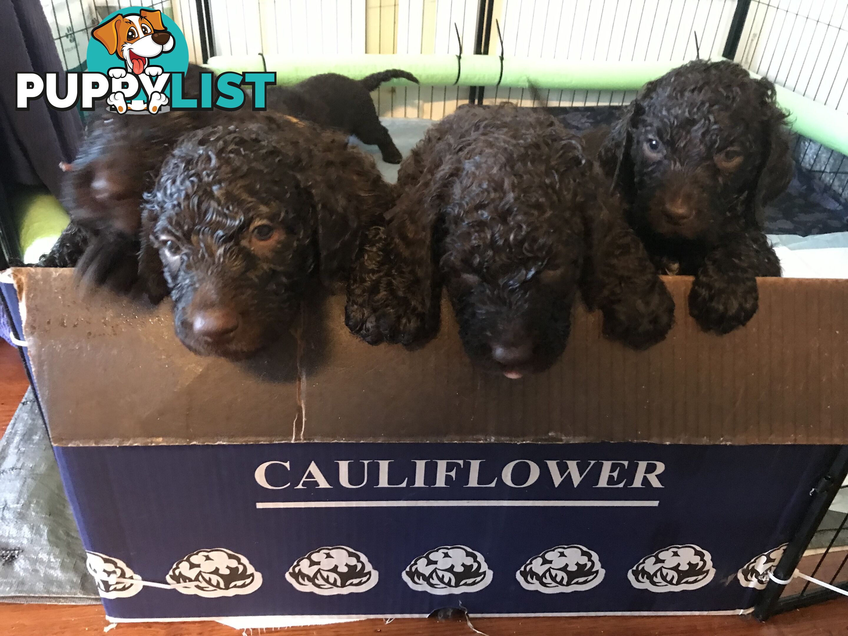 Murray River / Curly Coated Retriever X Poodle Puppies.