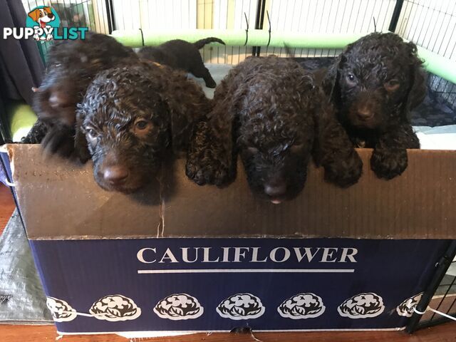 Murray River / Curly Coated Retriever X Poodle Puppies.