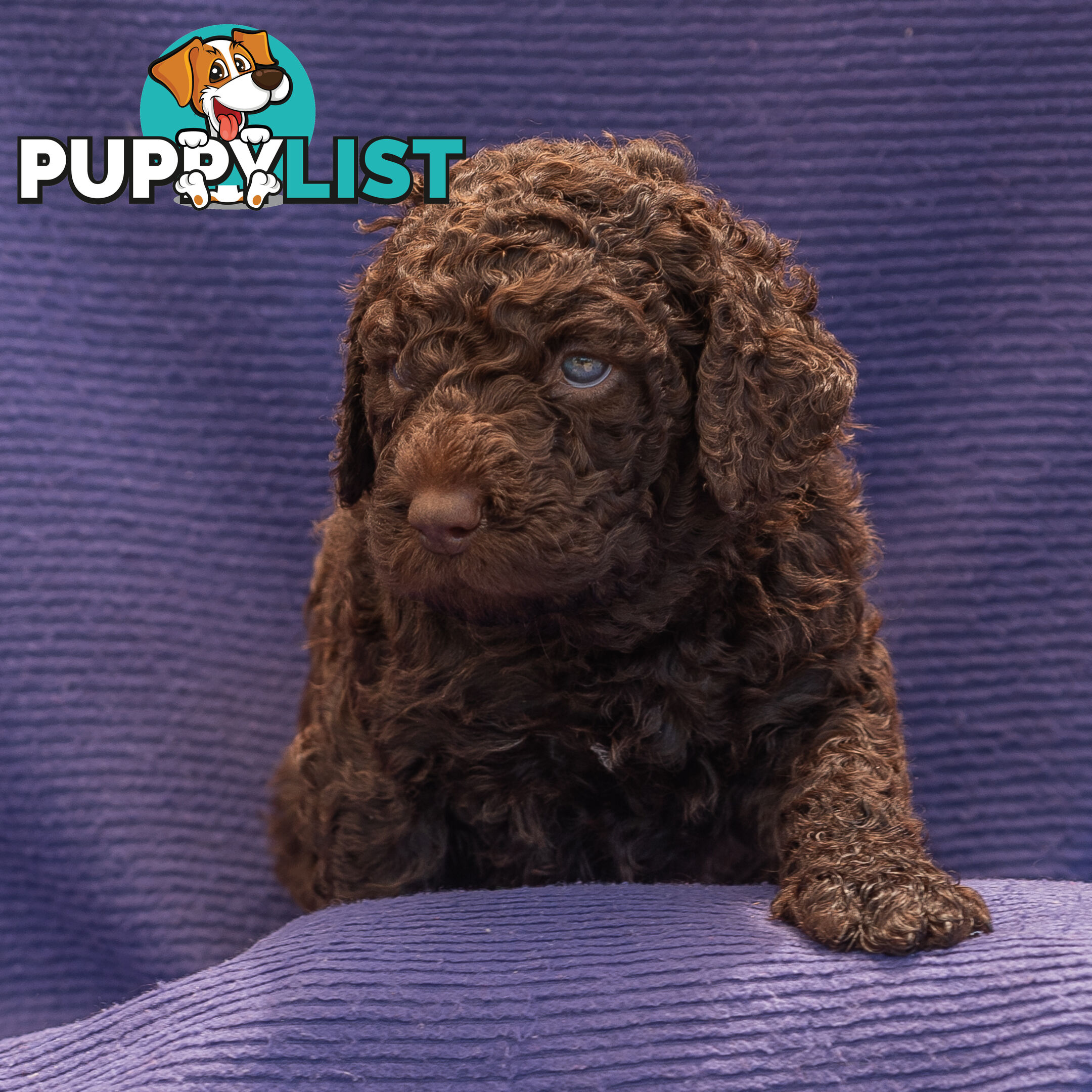 Murray River / Curly Coated Retriever X Poodle Puppies.