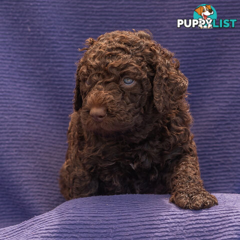 Murray River / Curly Coated Retriever X Poodle Puppies.