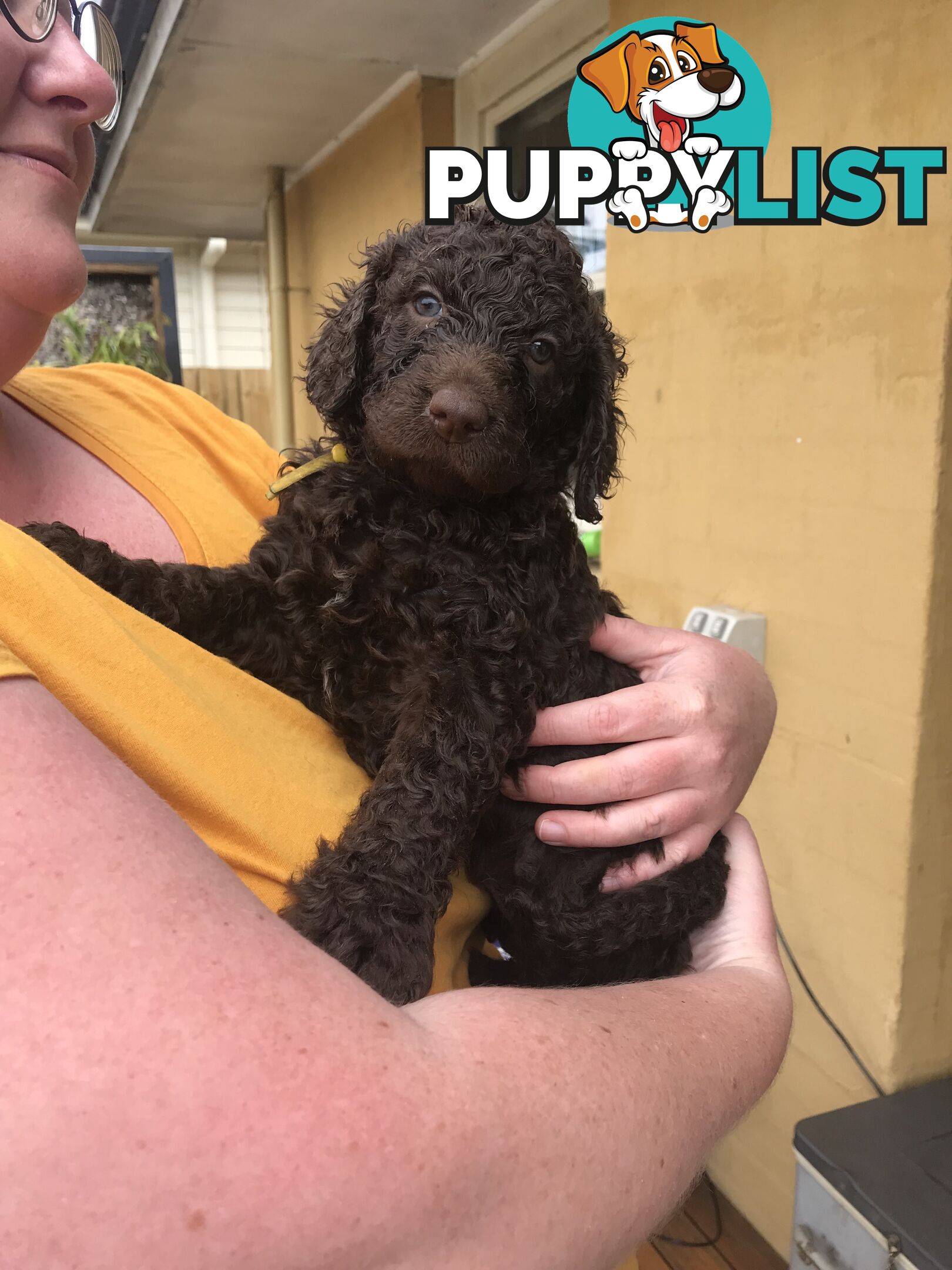 Murray River / Curly Coated Retriever X Poodle Puppies.